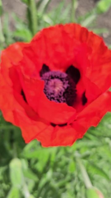 Мак восточный, малолистный (лат. Papaver orientale) смотреть онлайн