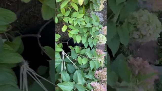 Ломает куст гортензии 🤦♀️ это не дождь и не ветер ?