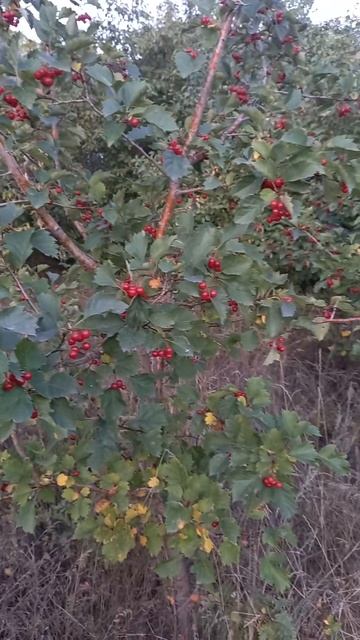 Боярышник 4-ого Сентября 2024 года смотреть онлайн