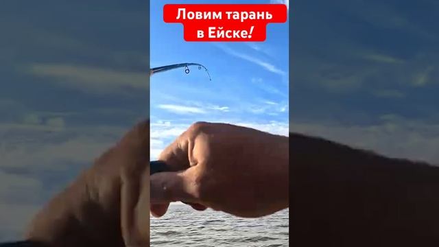 Зачетная тарань в Азовском море. Ейск. Лиман. Рыбалка.