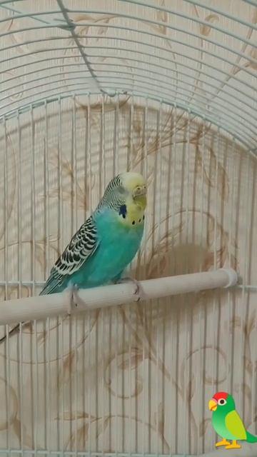 У кеши есть мечты ! 🦜 смотреть онлайн