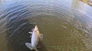 ОТЛИЧНАЯ РЫБАЛКА НОВЫМ ПАУКОМ) СУДАКИ НА 1.5кг ЗАЛЕТАЛИ