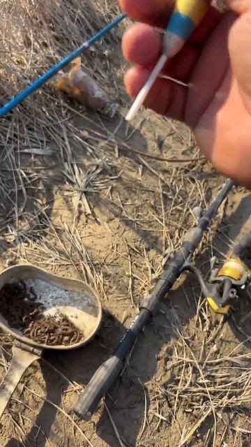 Рыбалка полный результат #baliqovi #fishing #карп #рыболовная #