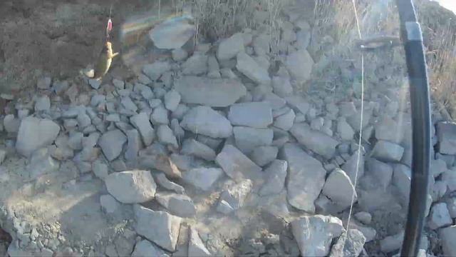 СЕЗОН 2025! Сырдарья + канал. Рыбалка от души. Отличный ст