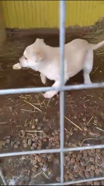 щенок девочка ищет дом тольятти,жигулевск. Родилась 9 ? смотреть онлайн