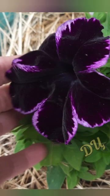 Петуния Crazytunia Cosmic Violet смотреть онлайн