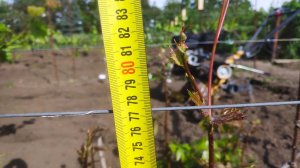 Подготовка винограда к прививкам, формировка укрывного виноградника