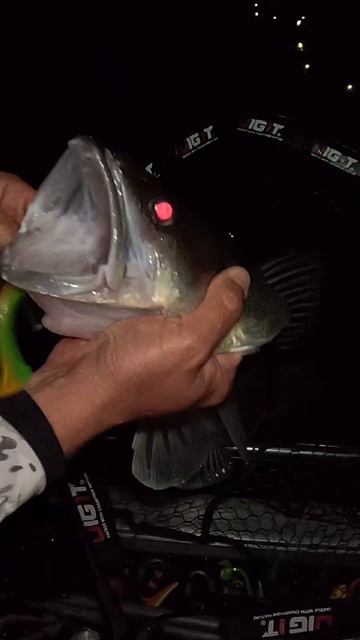 Судак не спит, не спим и мы! #fishing #рыбалка #fish #ночнаярыб смотреть онлайн