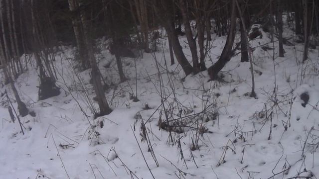 Двухдневная охота с русскими-пегими. День1