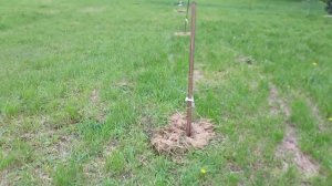 Посадка  Платанов