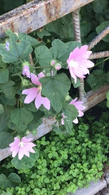 Санкт-Петербург. 09.09.2024. Цветы. Дом по пр. Энгельса 134. Ма смотреть онлайн