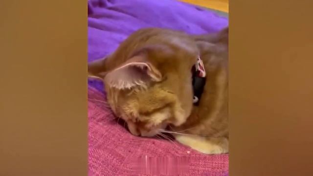 КотЭ 8 смотреть онлайн