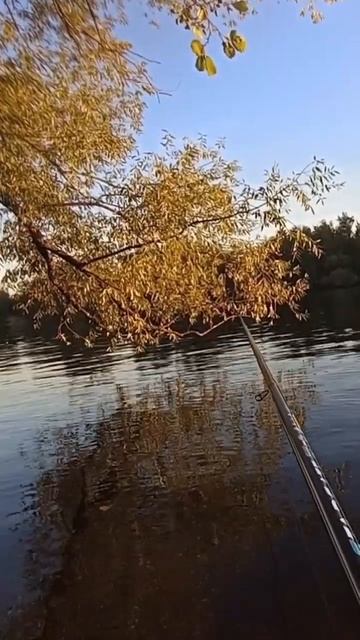 Боковой кивок #рыбалка #боковойкивок #fishing смотреть онлайн