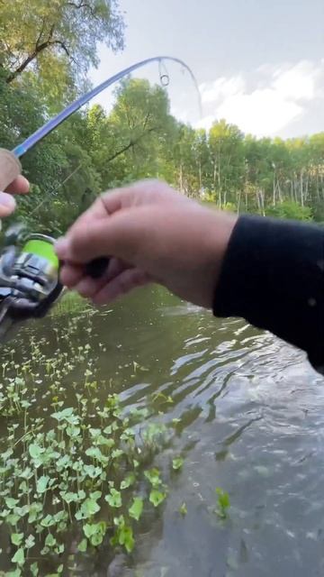 Мощный удар голавля на TsuYoki Chef 38F 🐟 ZEMEX Viper Trout, Shimano Twin Pow смотреть онлайн
