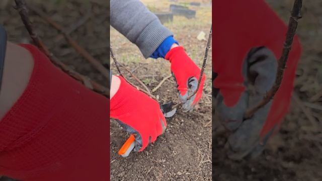 Как правильно обрезать метельчатую гортензию? смотреть онлайн