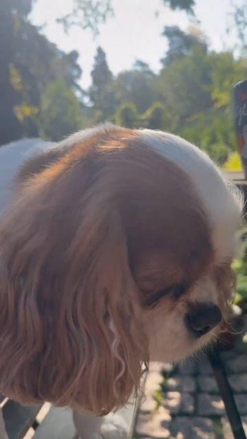 Завтрак в саду 💐#сад #кофе#нутелла #гортензия #кавалер смотреть онлайн