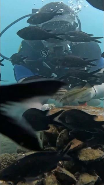 Дайвинг в Сириусе  #vlog #море #sirius #лето  #travel