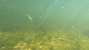 Топ 3 ЛУЧШИХ Воблеров TSURINOYA.  Щука Выбирает эти воблеры