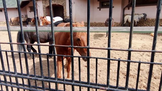 Московский зоопарк. Пони.