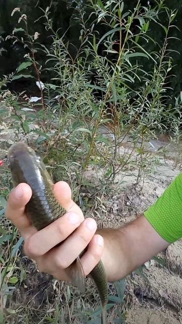 Голавль с поверхности 🔥💯 #shorts #fish #fishing #рыбалка #youtube # смотреть онлайн