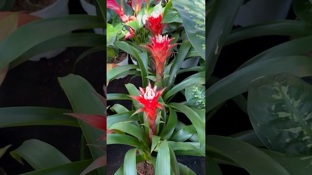 Цветы 🌺🌸 смотреть онлайн