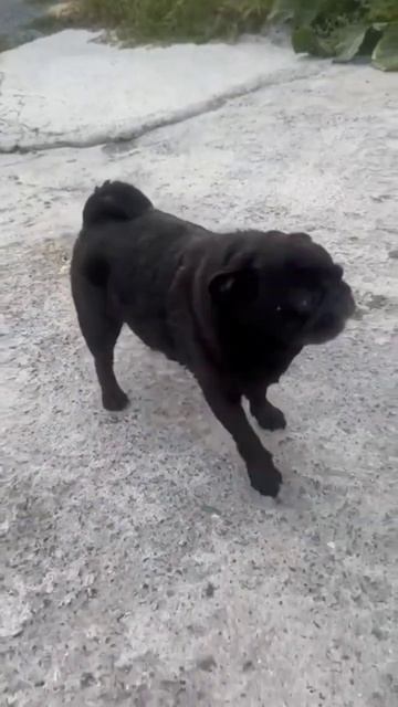 #мопс #мопсик #собака #собачьярадость #собачьяжизнь #ум смотреть онлайн