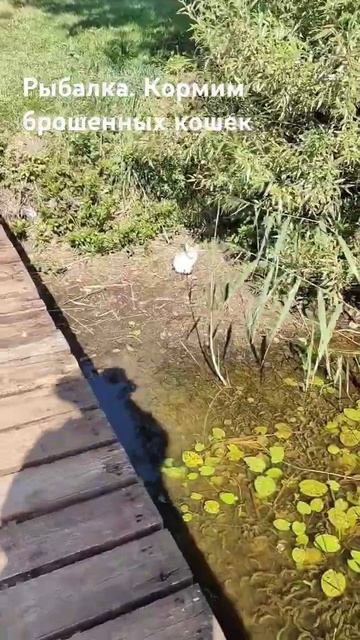 Рыбалка для кошек #рыбалка #рыбалканаудочку #рыба #поп? смотреть онлайн
