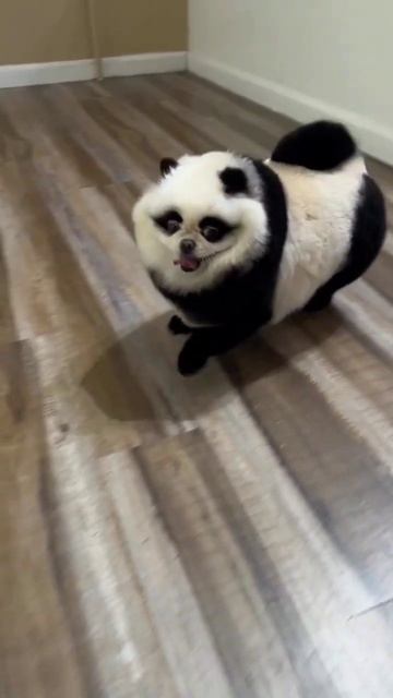 Панда стайл. А как вы относитесь к таким образам? #шпиц #груминг #funny