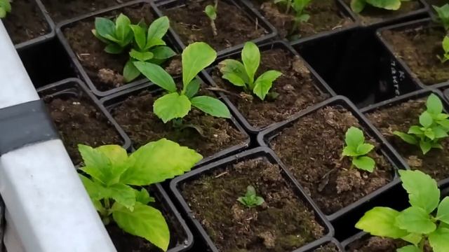 Какая ситуация с отправкой саженцев смотреть онлайн