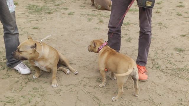 Стоит ли заводить американского булли American Bully? смотреть онлайн