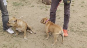 Стоит ли заводить американского булли American Bully?