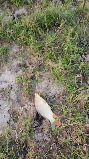 заинтриговала🫣рыбалка❤️ смотреть онлайн