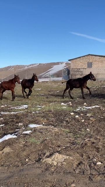 #horse WhatsApp +79277214909 СРОЧНО НА ПРОДАЖЕ ВСЕ ОПТОМ 👍🏼 КАРАЧ смотреть онлайн