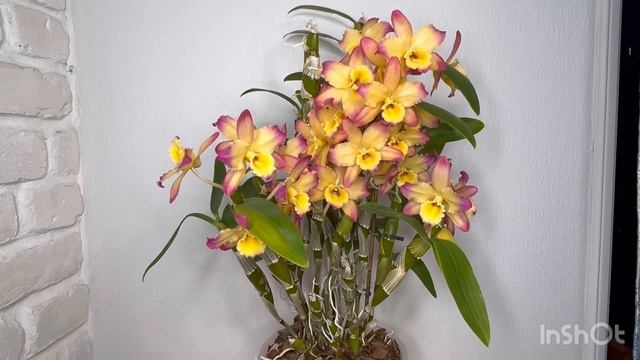 Dendrobium Oriental Smile. Секреты цветения дендробиумов nobile-типа смотреть онлайн