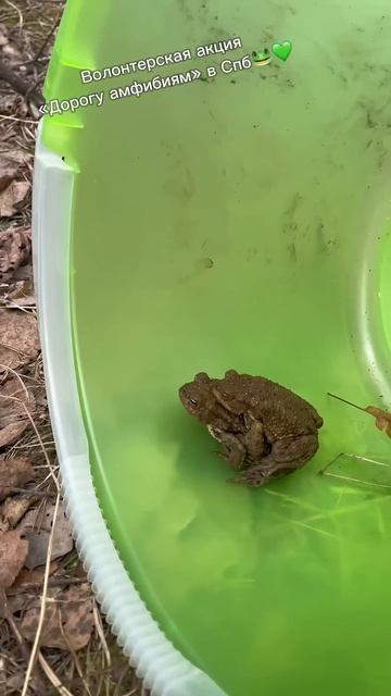 Милые жабки🐸 Акция «Дорогу амфибиям» #жабка #волонте? смотреть онлайн