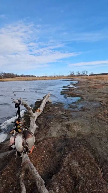 #охотавидео #hunting #рыбалка #карповый #охотанауток #fishing # смотреть онлайн