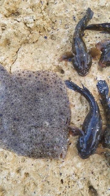 Рыбалка Черное море 9 апреля 2025 год поймал 7-м бычков и ?