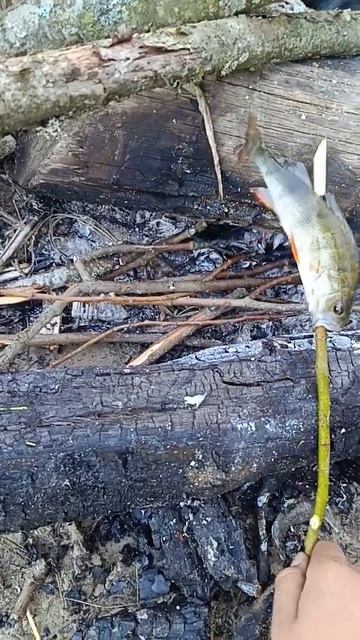 #грибы #дачная #рыбалка #техника смотреть онлайн