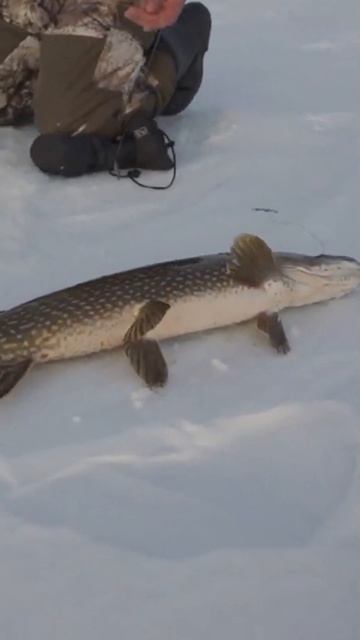 🤔 Зимняя рыбалка на щуку. Ямал #рекомендации #крайний? смотреть онлайн