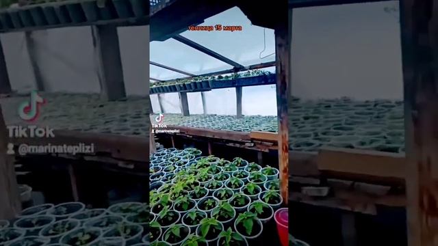 Хроника. теплица 15.03.22 смотреть онлайн