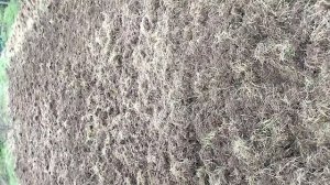 Вспашка целины мотоблоком Донагромаш.mp4