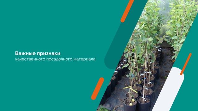 Агроэксперт помогает. Саженцы семечковых плодовых ку? смотреть онлайн