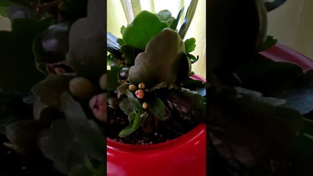 СОВМЕСТНЫЙ БИЗНЕС МУЖА И ЖЕНЫ - СКРЕПЛЯЕТ ЛИ ОН СЕМЬЮ? ( смотреть онлайн