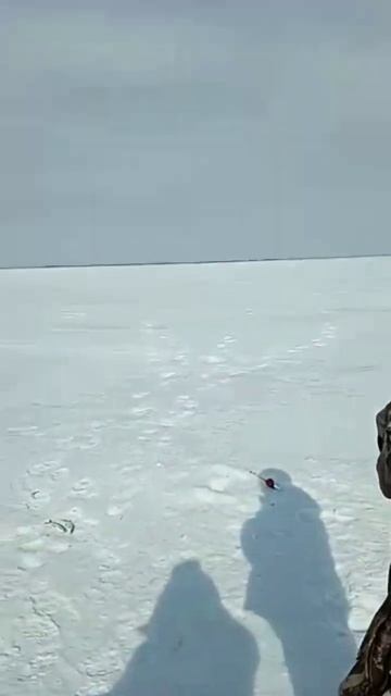 Рыболовная суета #зимняяловлярыбы #рыбалка #fishing #shorts #f смотреть онлайн