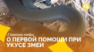 Ошибки первой помощи при укусе змеи