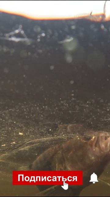 Идем за трофейной рыбой!