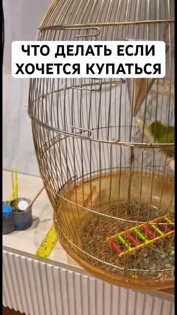 Что делать если попугаю хочется купаться … птичка при смотреть онлайн