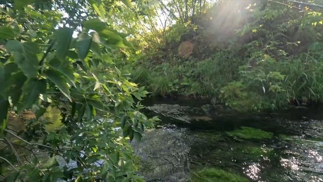 летняя форель смотреть онлайн