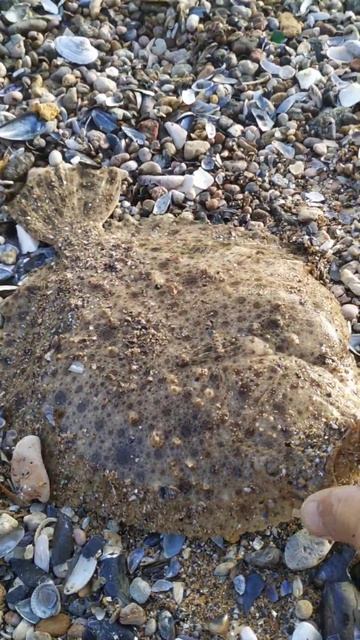 Камбала сегодня на Черном море клевала