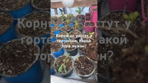 Миф о торфе для гортензии.